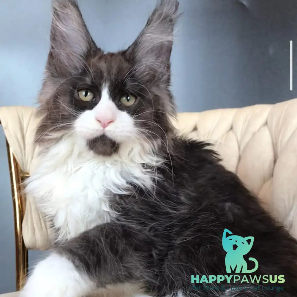 Emil Maine Coon male black silver bicolour - live animals