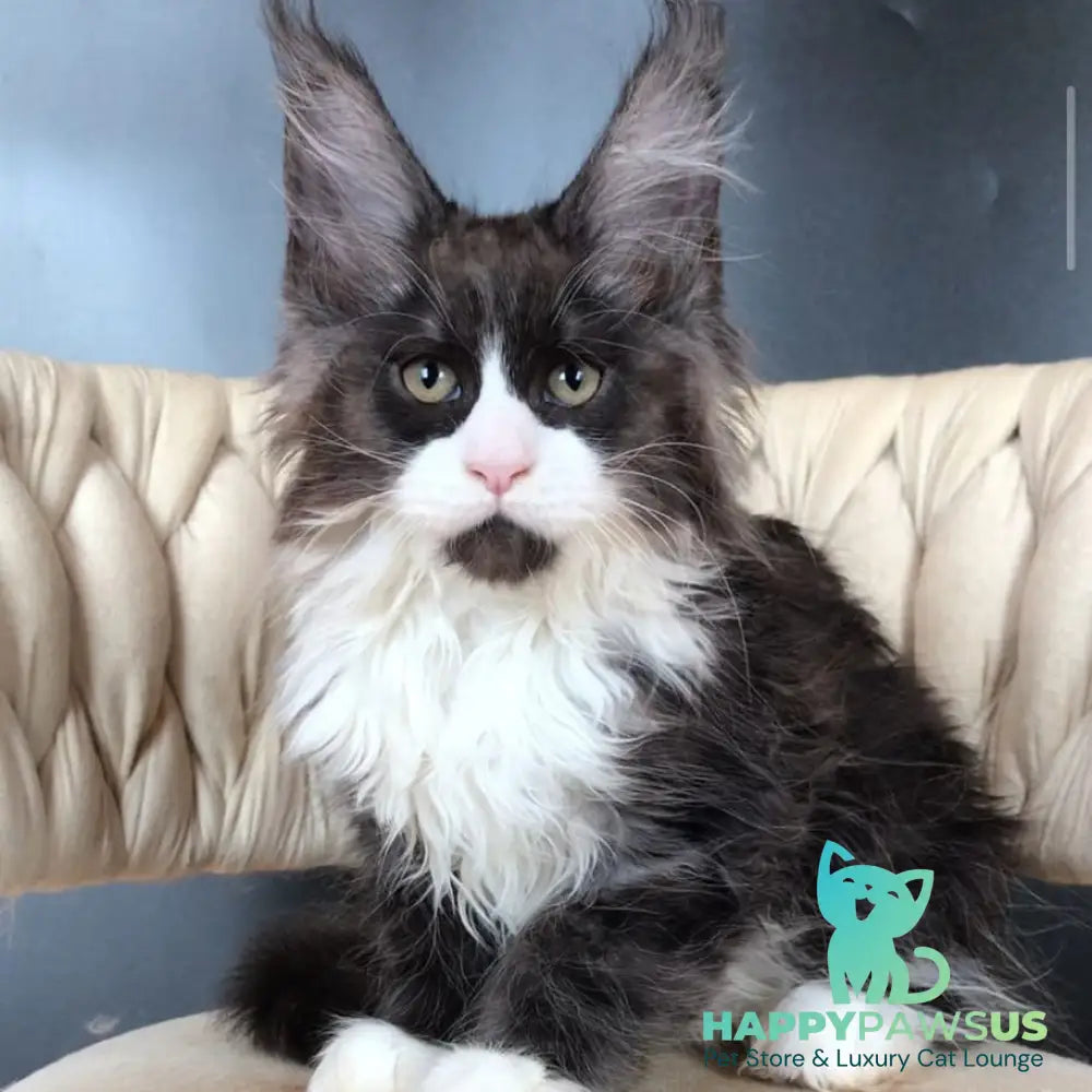 Emil Maine Coon male black silver bicolour - live animals