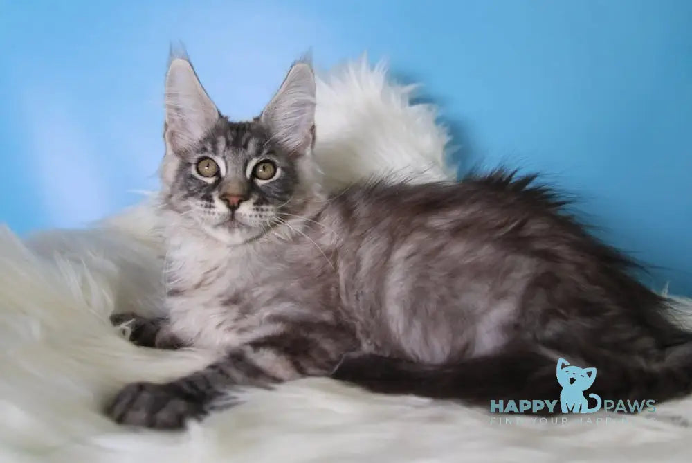 Emil Maine Coon male black silver tabby live animals
