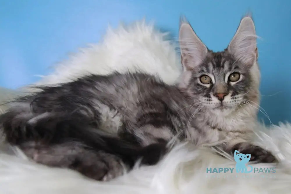 Emil Maine Coon male black silver tabby live animals