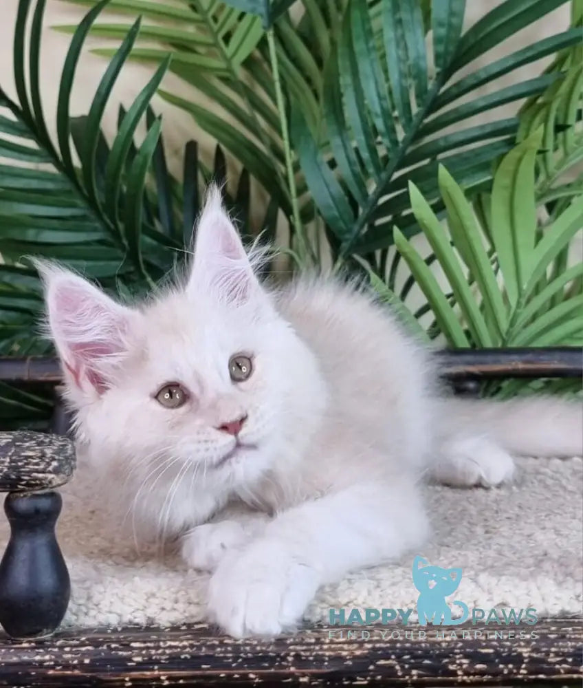 Emil Maine Coon male cream silver live animals