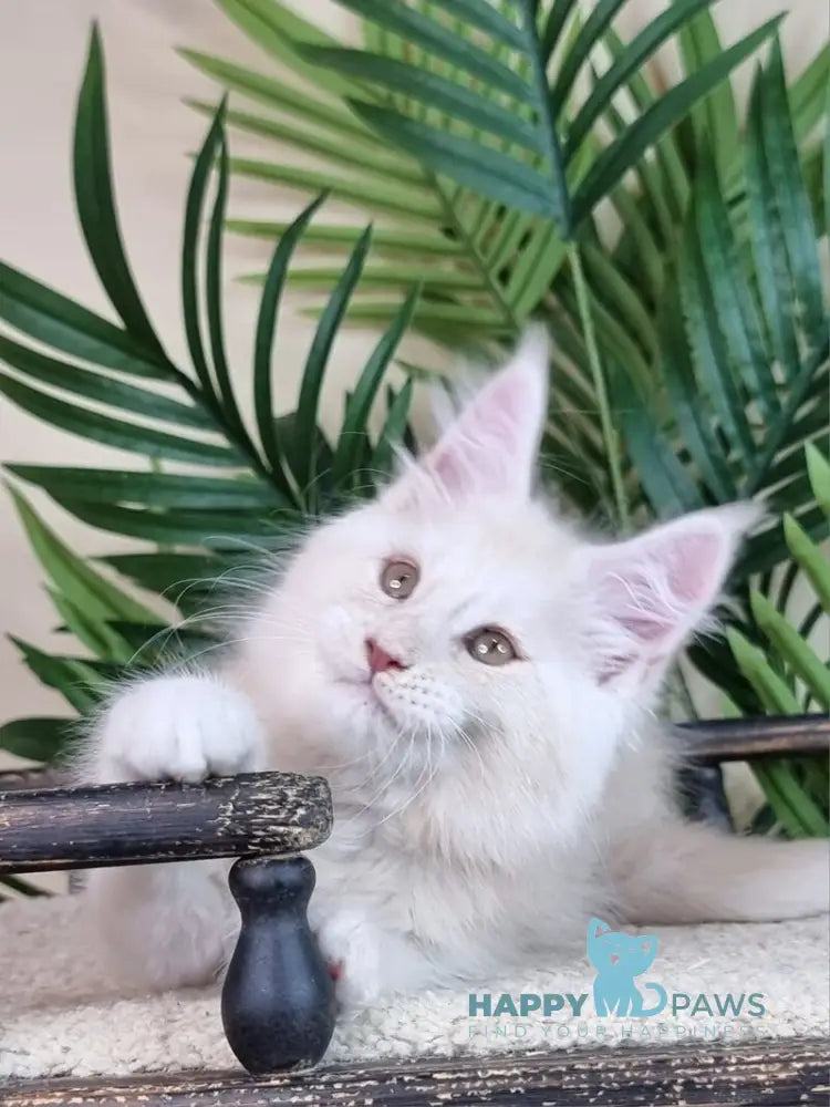 Emil Maine Coon male cream silver live animals