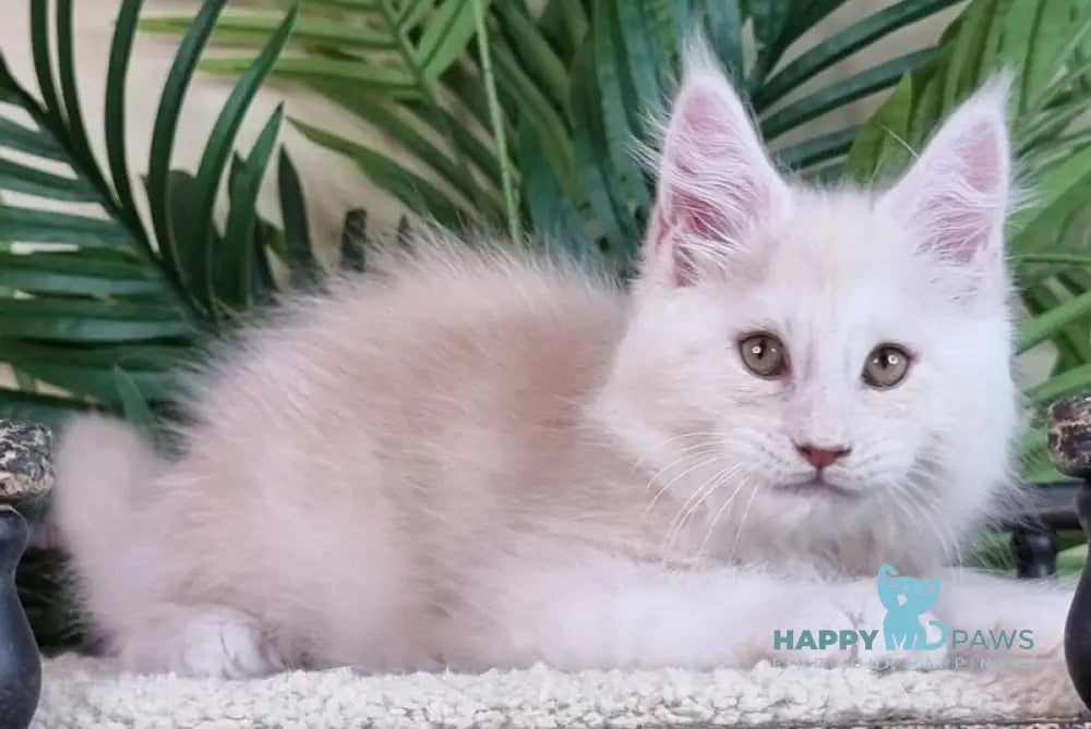 Emil Maine Coon male cream silver live animals