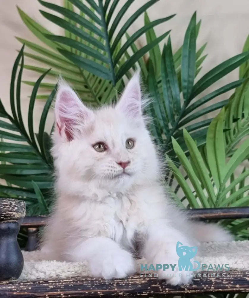 Emil Maine Coon male cream silver live animals