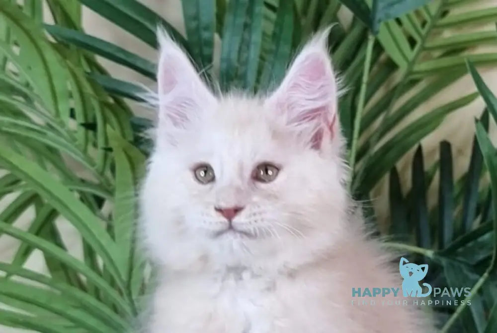 Emil Maine Coon male cream silver live animals