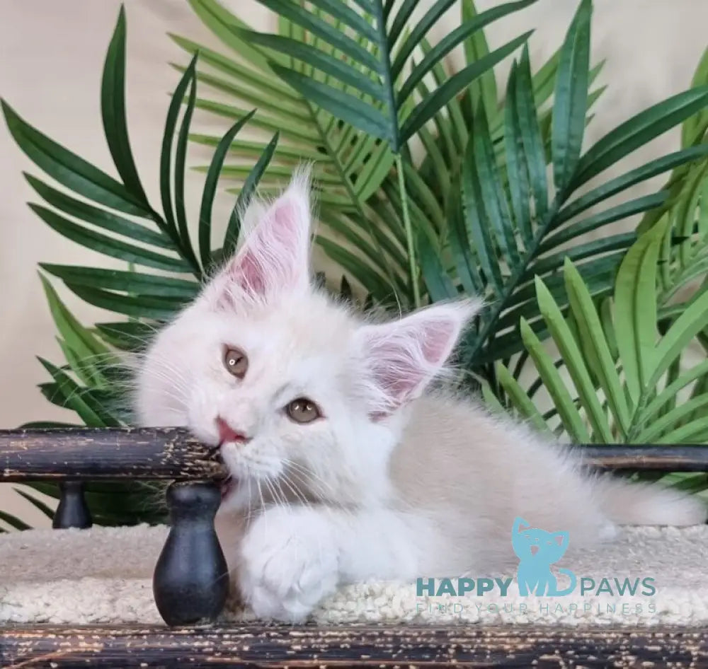 Emil Maine Coon male cream silver live animals