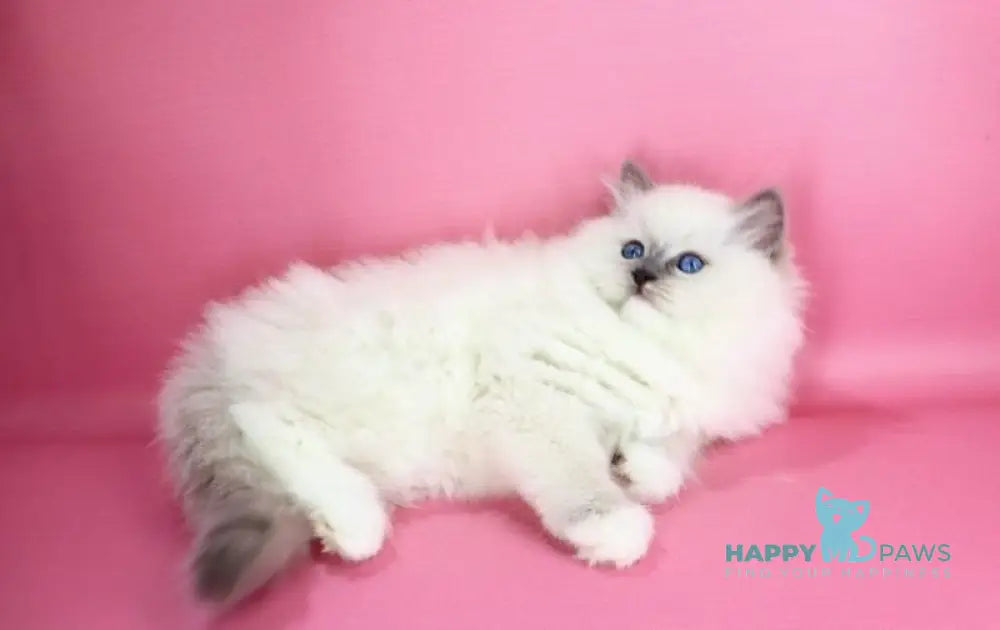 Emil Ragdoll male blue pointed live animals