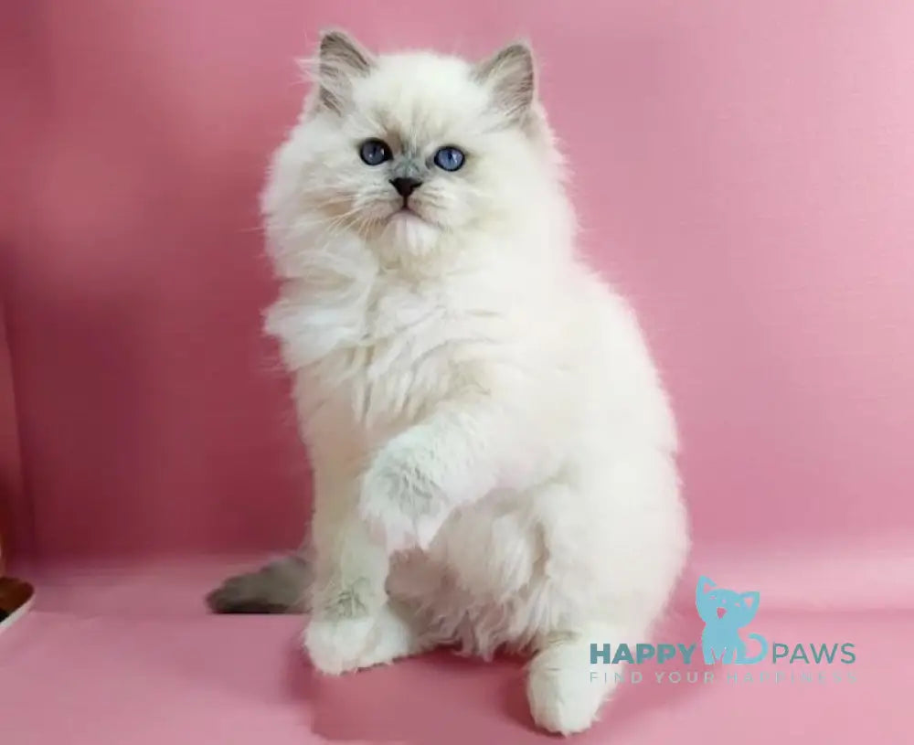 Emil Ragdoll male blue pointed live animals