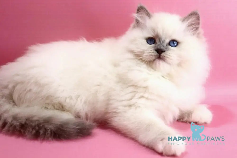 Emil Ragdoll male blue pointed live animals