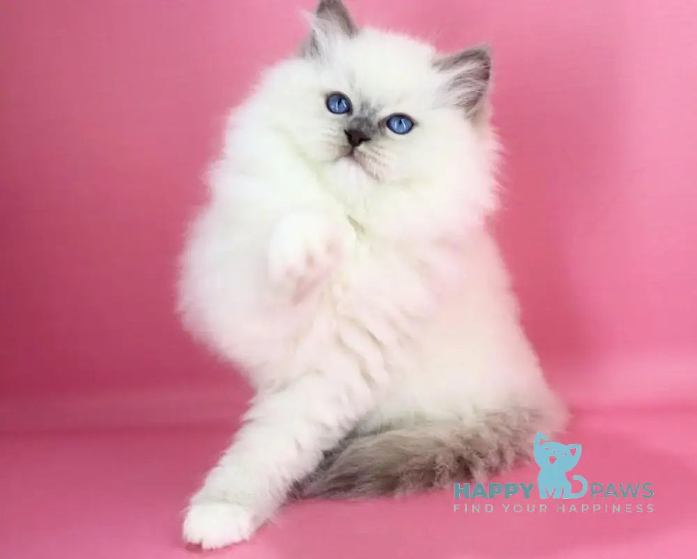 Emil Ragdoll male blue pointed live animals