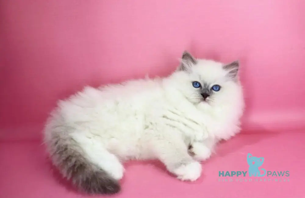 Emil Ragdoll male blue pointed live animals
