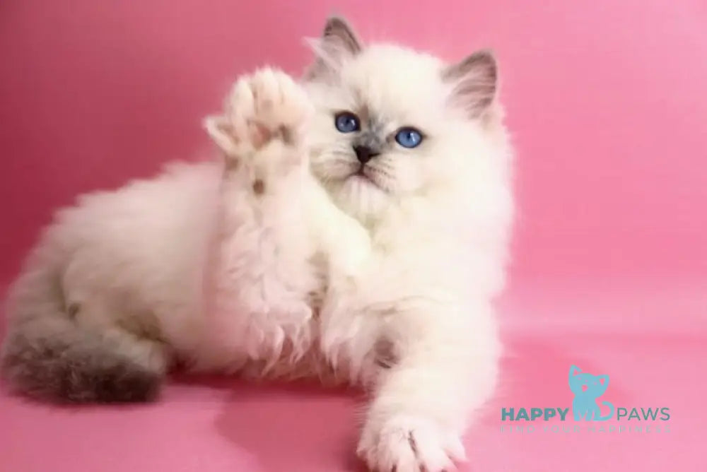 Emil Ragdoll male blue pointed live animals