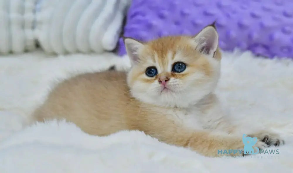 Emili British Shorthair female black golden shaded live animals