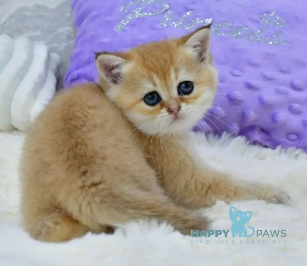 Emili British Shorthair female black golden shaded live animals