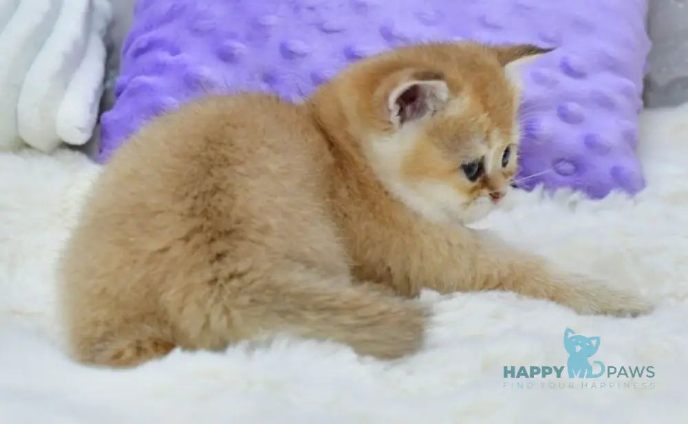 Emili British Shorthair female black golden shaded live animals