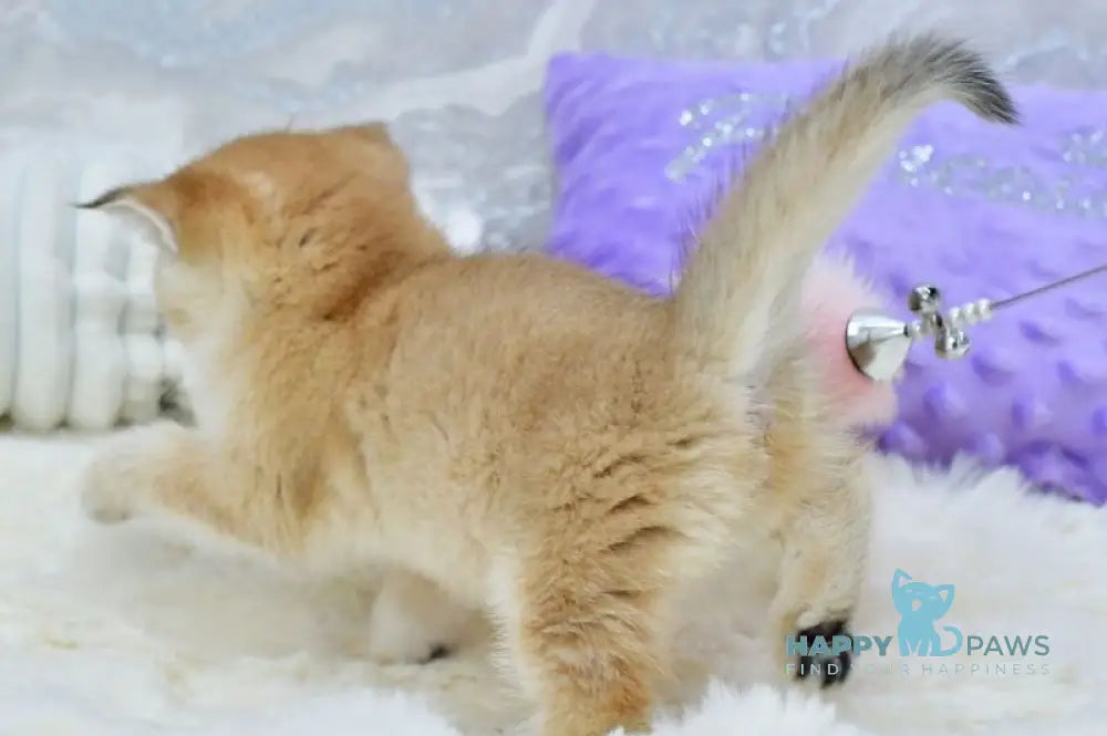 Emili British Shorthair female black golden shaded live animals