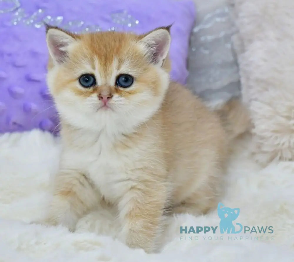 Emili British Shorthair female black golden shaded live animals