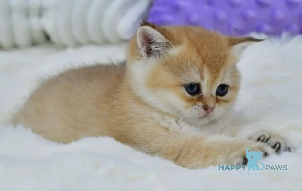 Emili British Shorthair female black golden shaded live animals