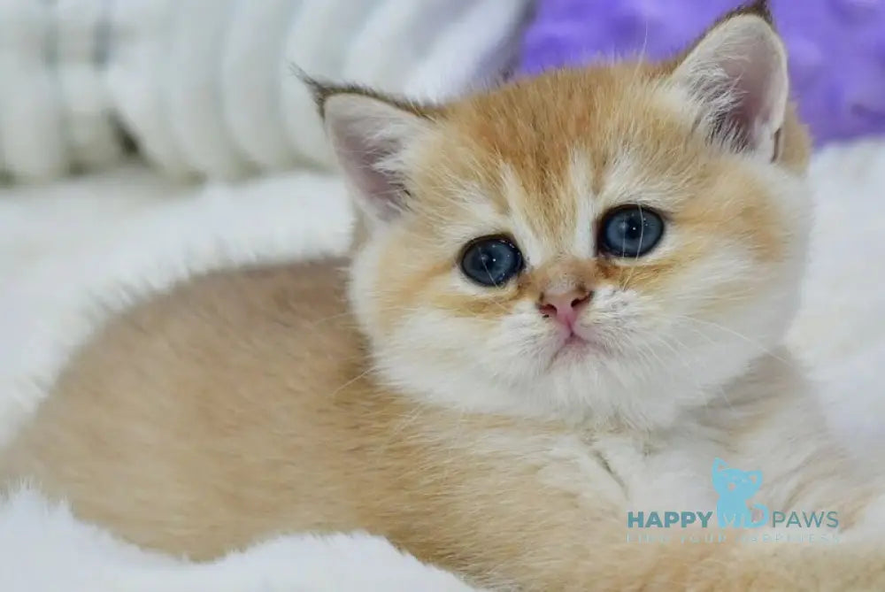 Emili British Shorthair female black golden shaded live animals