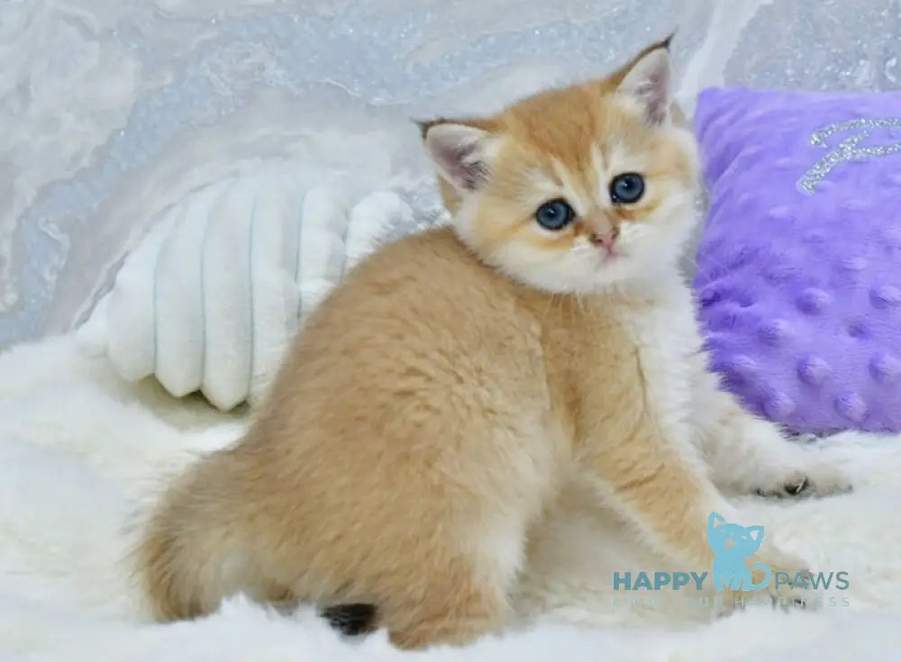 Emili British Shorthair female black golden shaded live animals