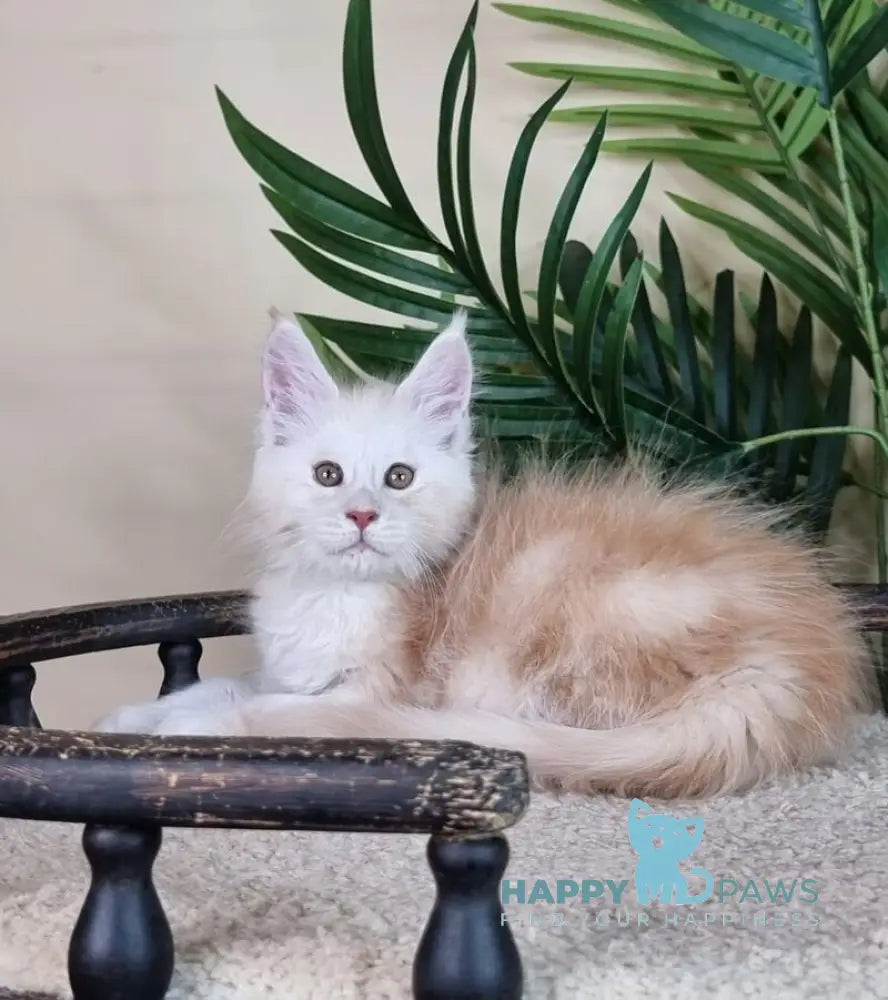 Emiliano Maine Coon male red silver live animals