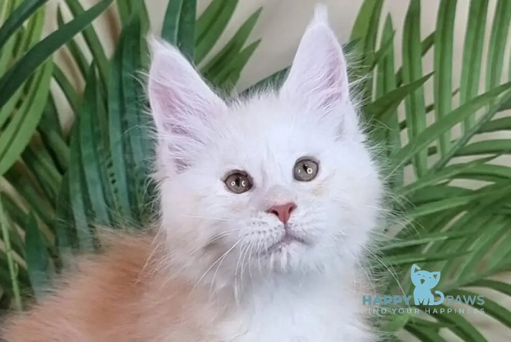 Emiliano Maine Coon male red silver live animals