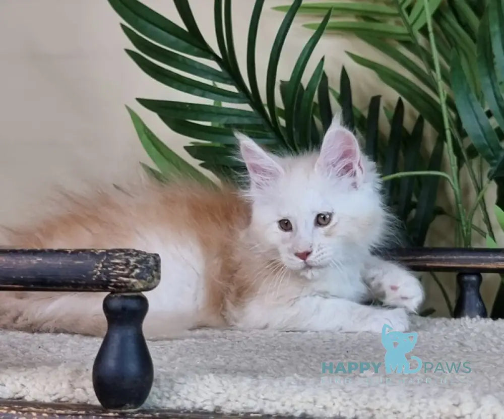 Emiliano Maine Coon male red silver live animals
