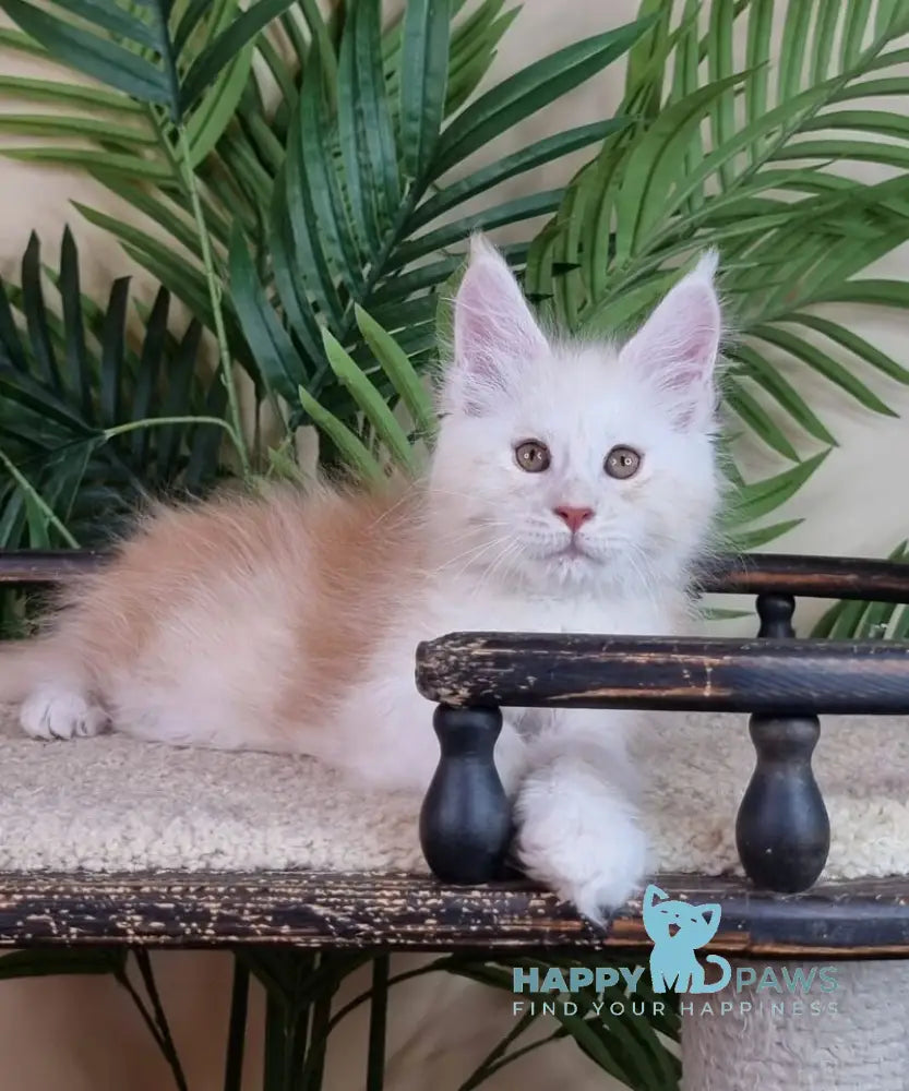 Emiliano Maine Coon male red silver live animals