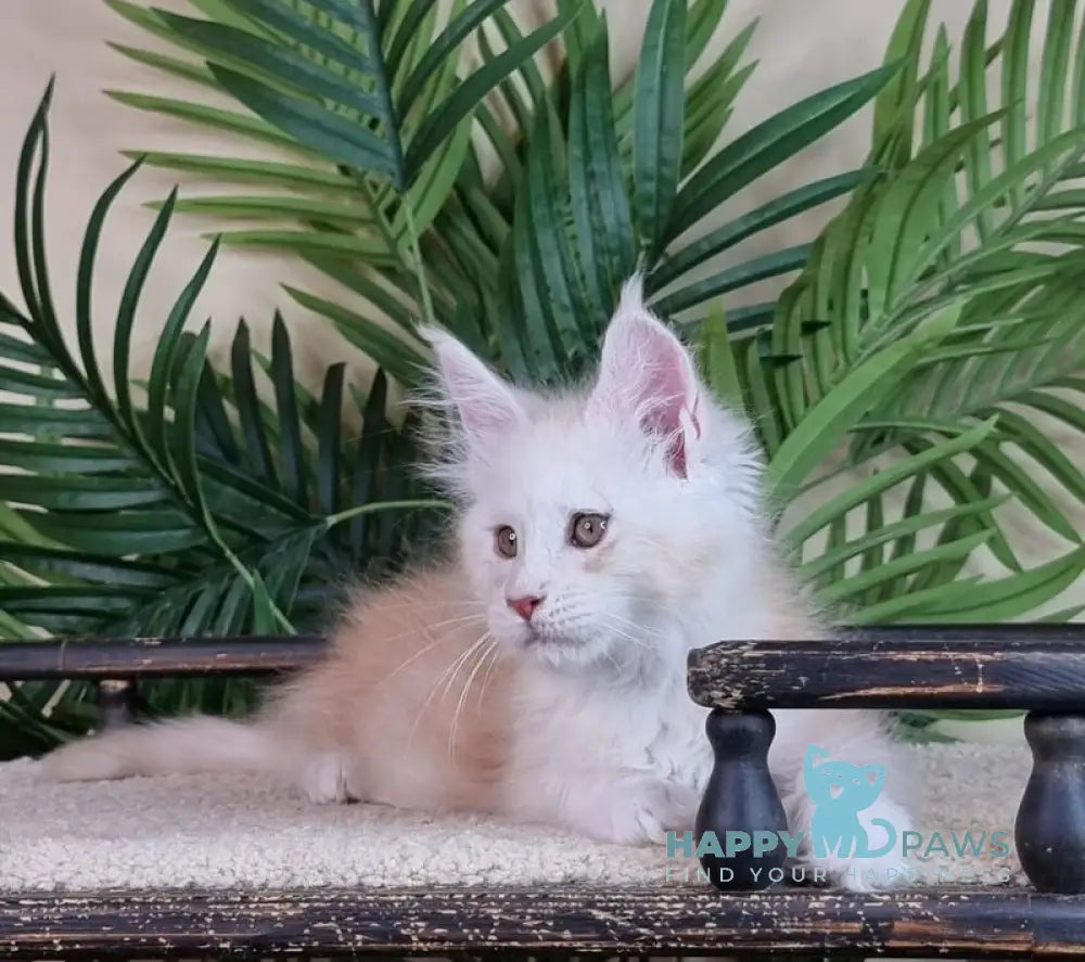 Emiliano Maine Coon male red silver live animals