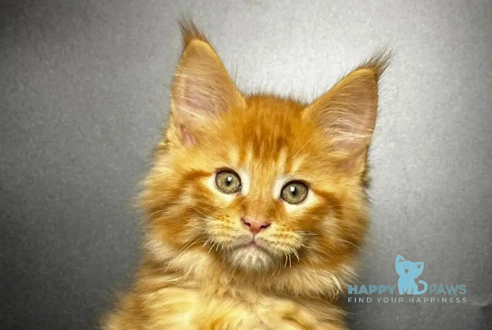 Emilio Maine Coon male red silver spotted tabby live animals