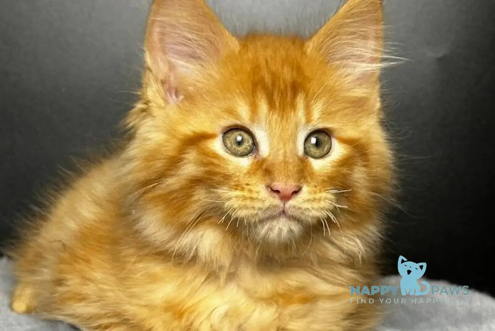 Emilio Maine Coon male red silver spotted tabby live animals