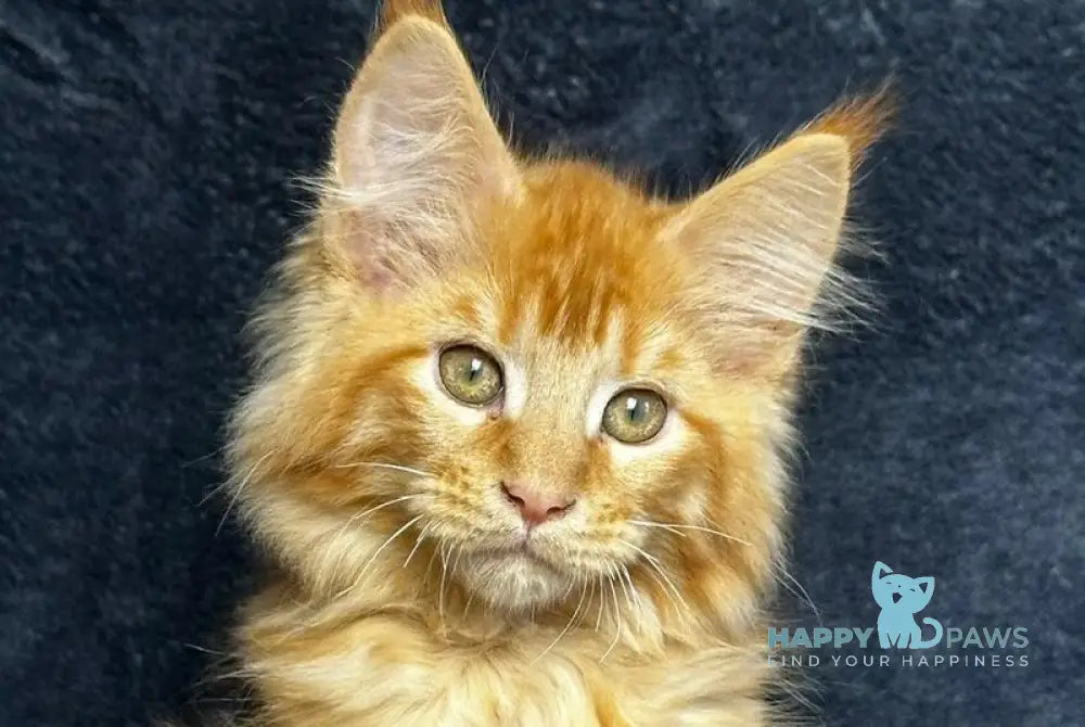 Emilio Maine Coon male red silver spotted tabby live animals