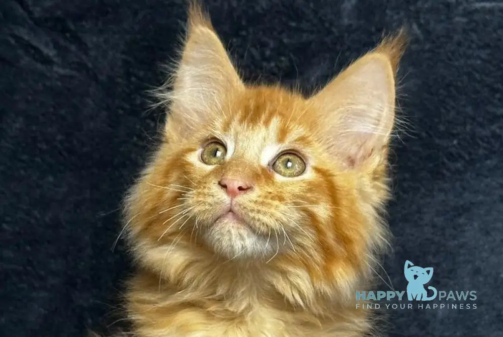 Emilio Maine Coon male red silver spotted tabby live animals