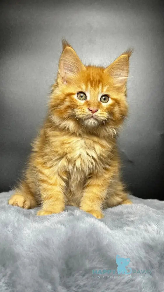 Emilio Maine Coon male red silver spotted tabby live animals