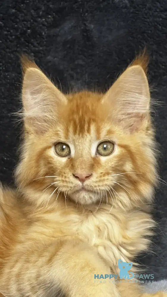 Emilio Maine Coon male red silver spotted tabby live animals