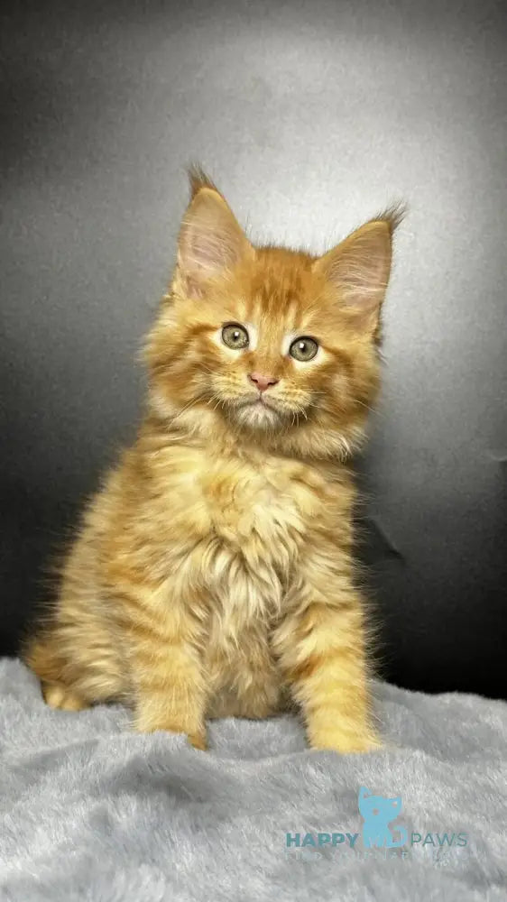 Emilio Maine Coon male red silver spotted tabby live animals