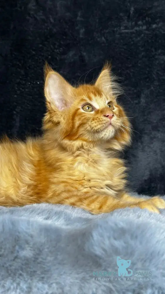 Emilio Maine Coon male red silver spotted tabby live animals