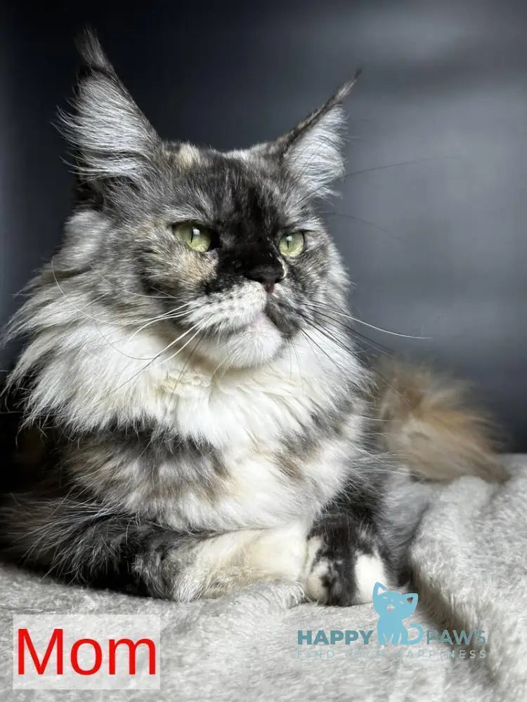 Emilio Maine Coon male red silver spotted tabby live animals