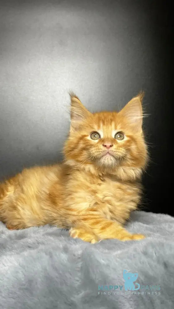 Emilio Maine Coon male red silver spotted tabby live animals