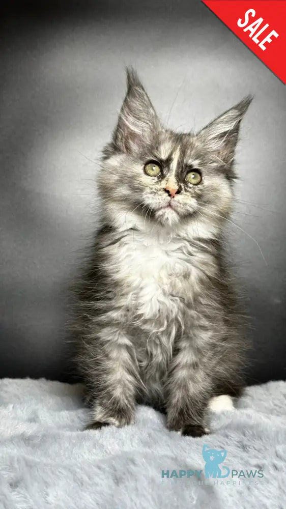 Emiliya Maine Coon female blue tortie silver live animals