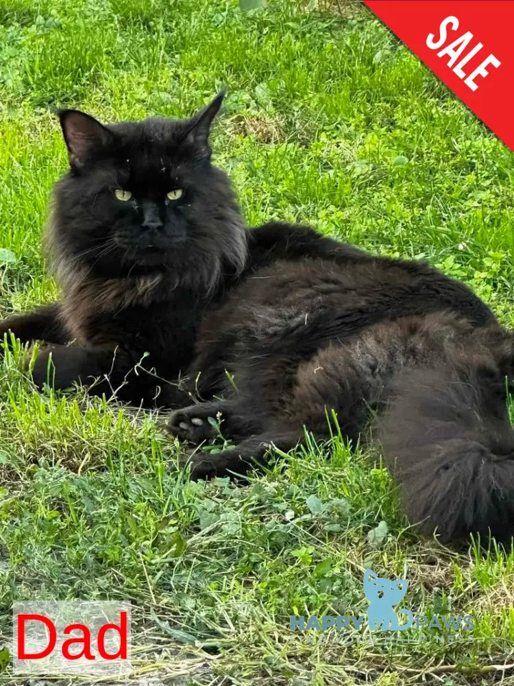 Emiliya Maine Coon female blue tortie silver live animals