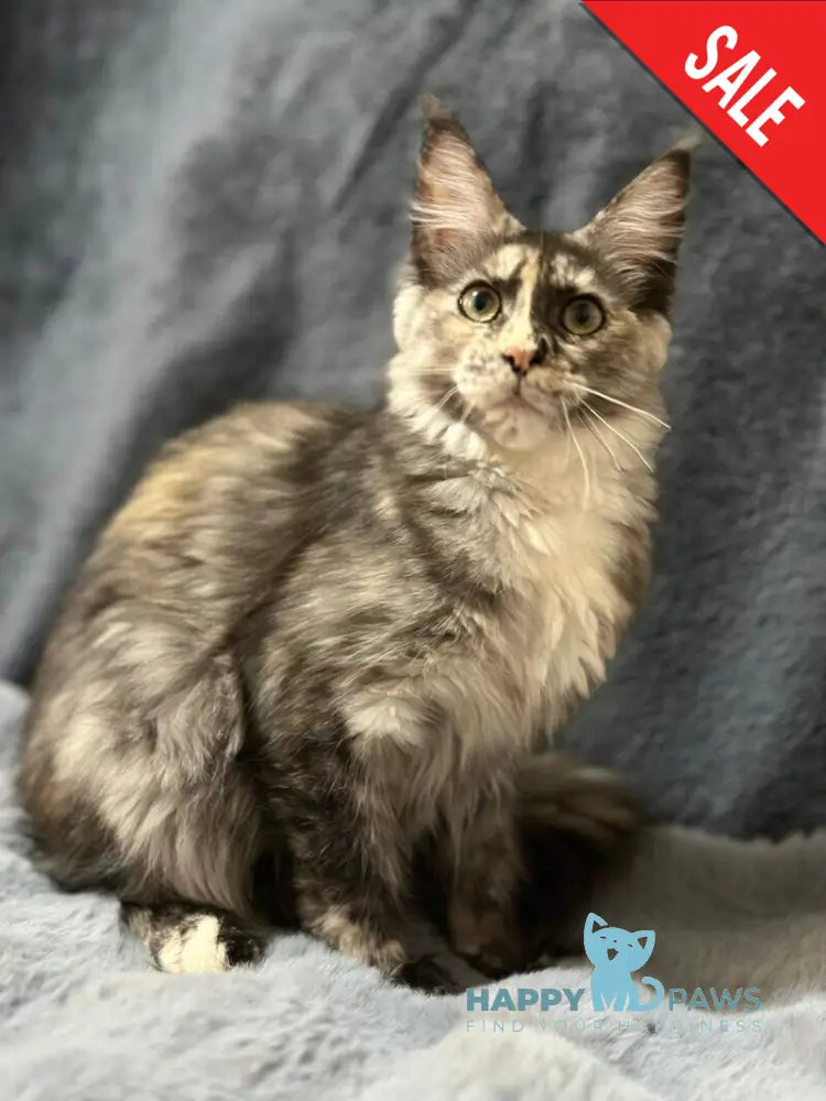 Emiliya Maine Coon female blue tortie silver - live animals