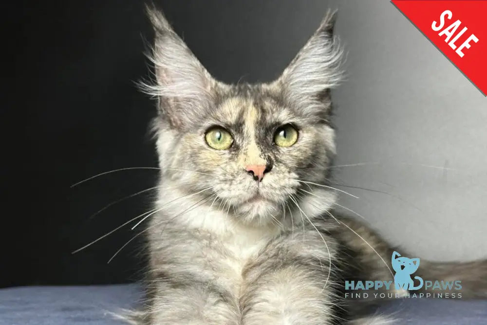 Emiliya Maine Coon female blue tortie silver - live animals