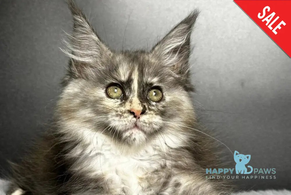Emiliya Maine Coon female blue tortie silver live animals