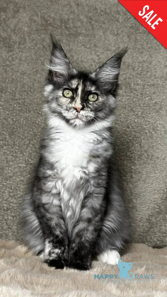 Emiliya Maine Coon female blue tortie silver live animals