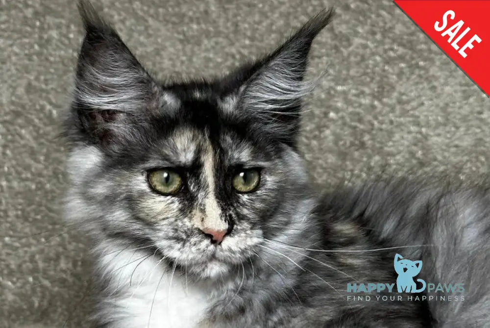 Emiliya Maine Coon female blue tortie silver live animals