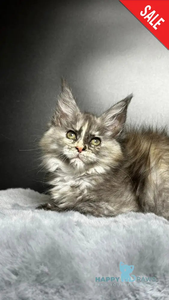 Emiliya Maine Coon female blue tortie silver live animals