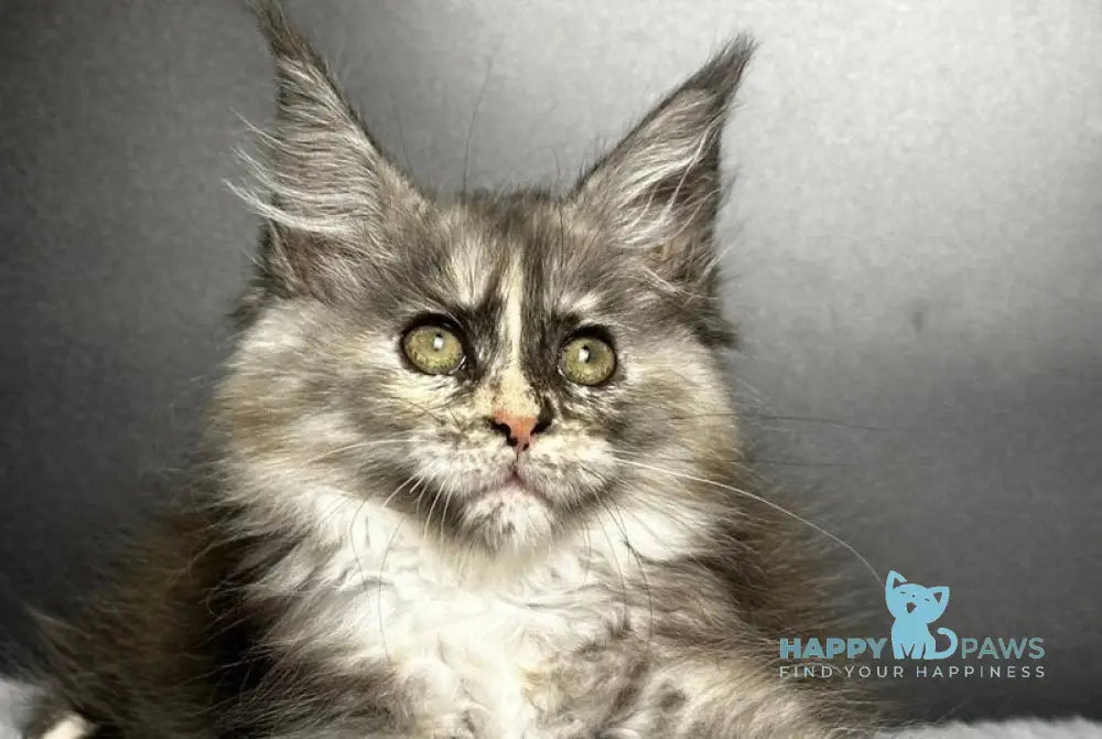 Emiliya Maine Coon female blue tortie silver live animals