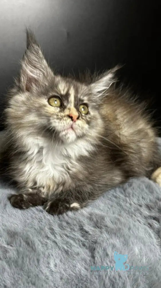 Emiliya Maine Coon female blue tortie silver live animals
