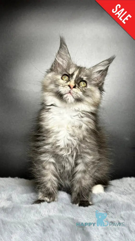 Emiliya Maine Coon female blue tortie silver live animals